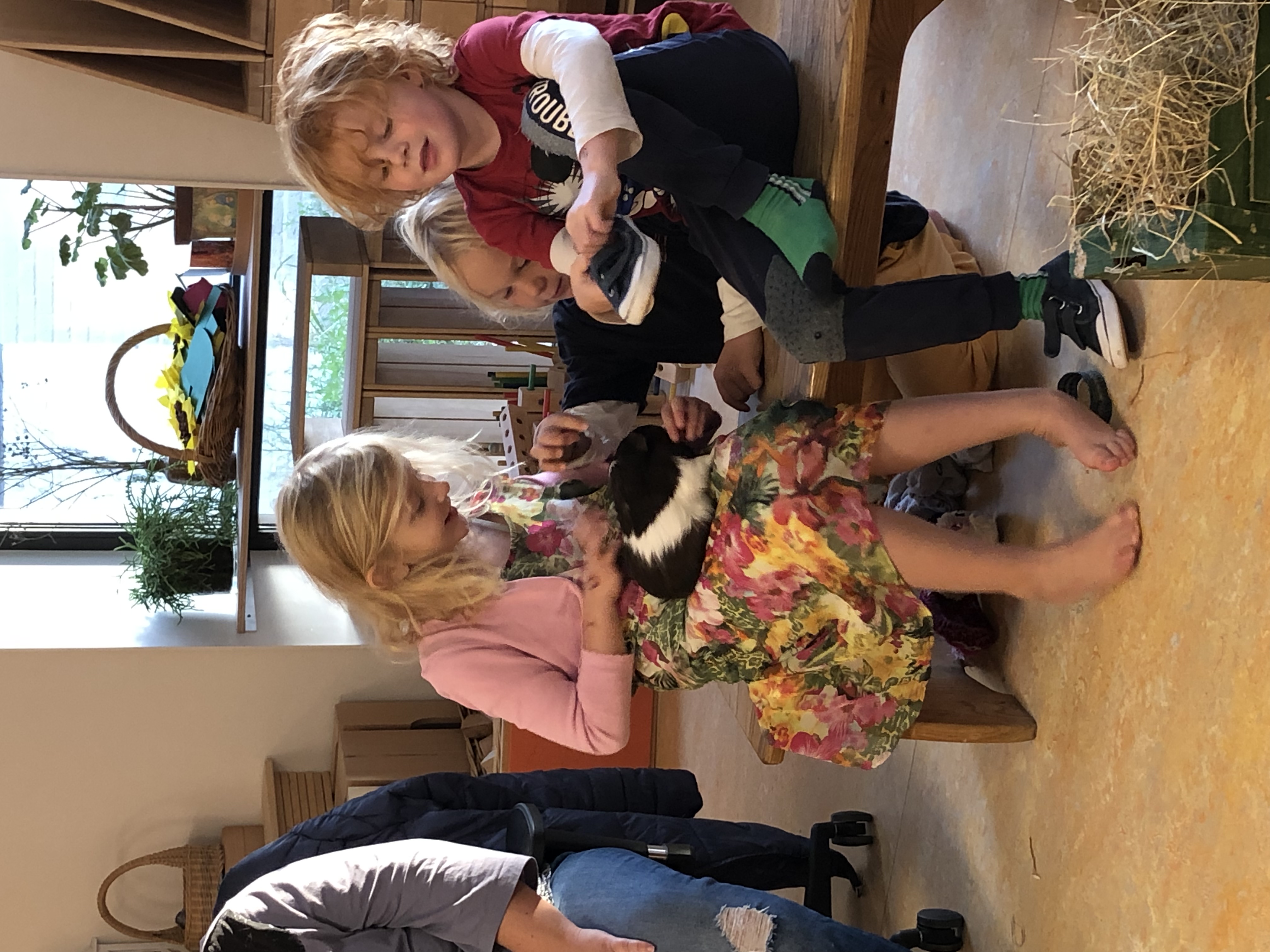 Cavia’s en de waaiende wind